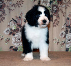 Bearded collie puppies