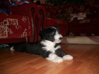 Bearded collie puppies