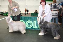 Best of Breed Competition